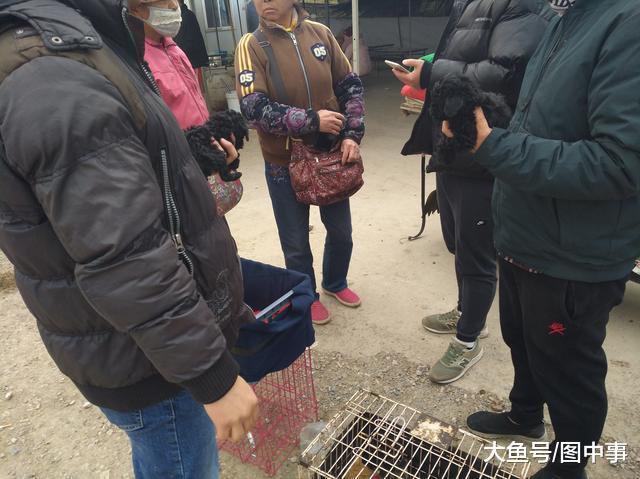 男子整窝购买黑色泰迪喊价300元一只, 老人却最低500元!