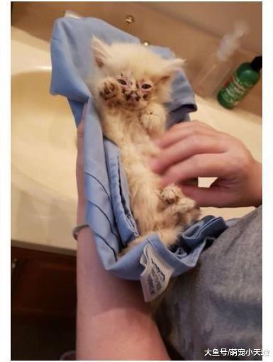 水沟捡到一坨垃圾球小猫她带回家大改造，憨汪认它当老大