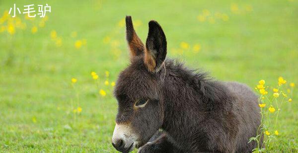 从生物学上看，马和驴结合生下的骡子，为什么没有生育能力？