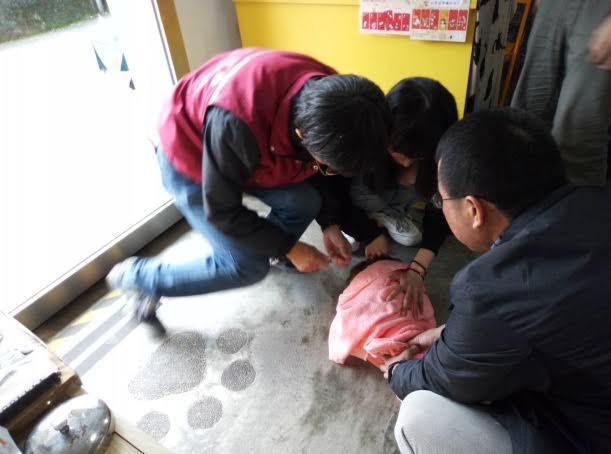 臺灣猴硐貓村出現貓瘟，已有兩只幼貓死亡，呼吁游客切勿觸摸它們