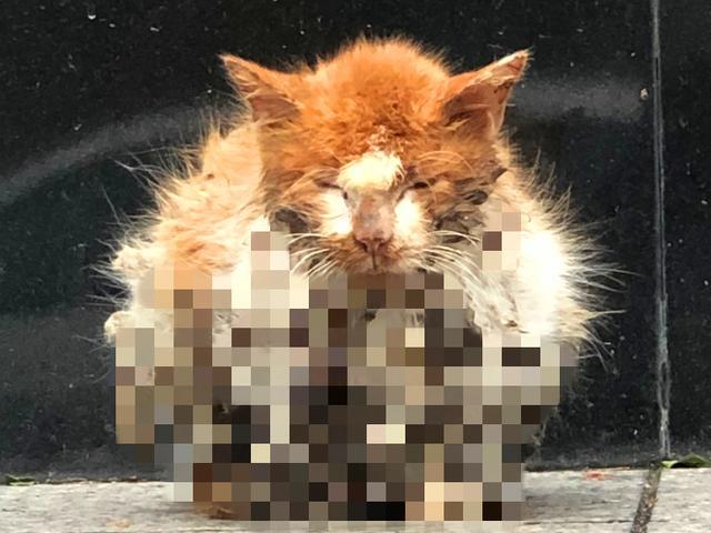 好心人救助受伤橘猫后，猫咪选择留下报恩，铲屎官喜提噬元兽！