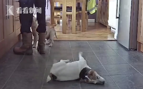 狗狗吃东西被噎致窒息，万幸主人还当过救生员！