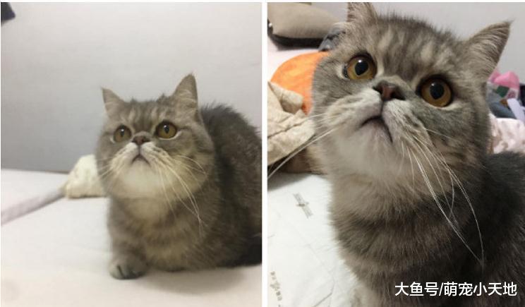 曾呛带猫滚出去的阿嬷, 3年后心疼圆脸喵太瘦像猴子