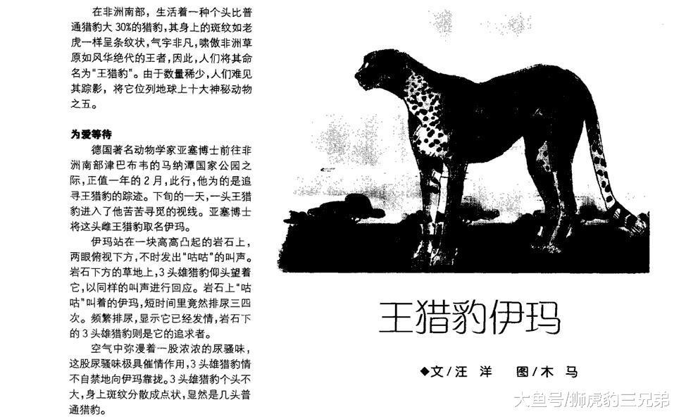 这种猫科动物是猎豹的罕见变异，人类送了它一个霸气名字：王猎豹