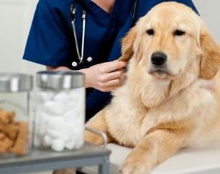 好消息：狗狗掉毛有救了，宠主做好5点，能改善狗狗掉毛！