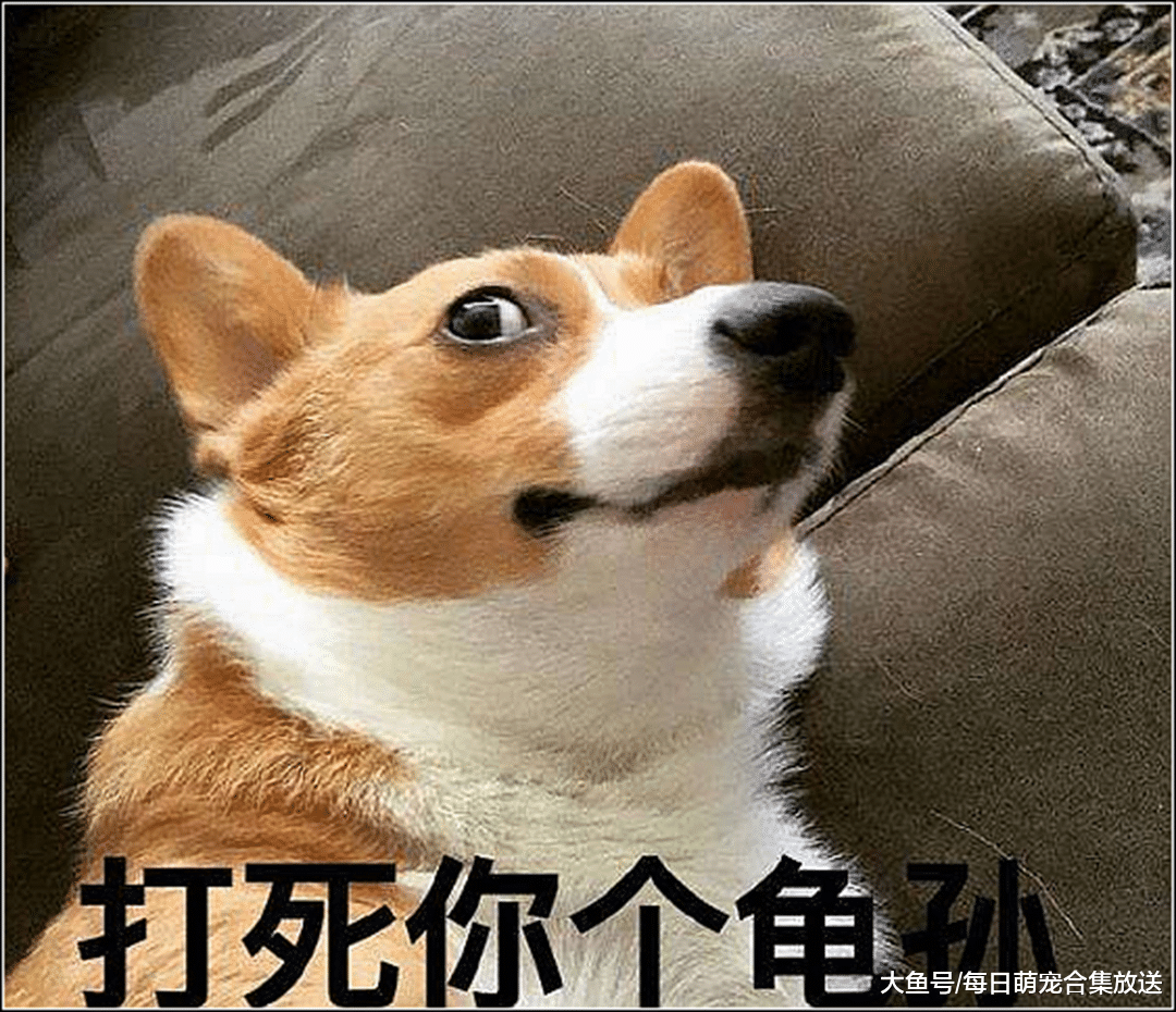 女子嫌宠物店收费贵，让老爸给它剪造型，剪完后老爸直呼：够个性