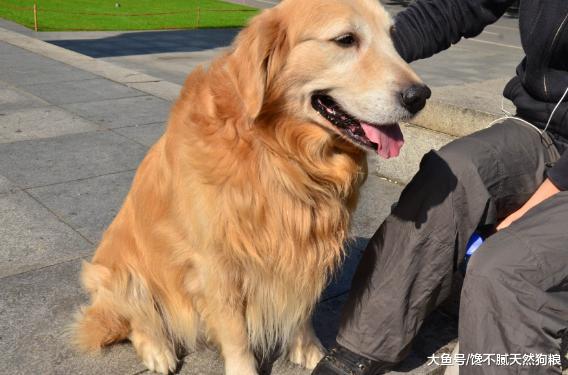 再温顺的狗狗，遇到这些情况，也是有脾气的