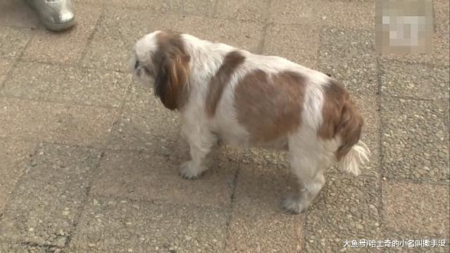 狗狗身上的图案居然是I LOVE U , 带这条狗求婚一定成功