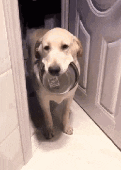 主人上廁所，金毛拿起飯碗闖進去