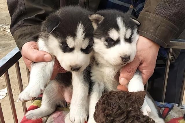 宠主选狗要注意，这6种狗千万不能选