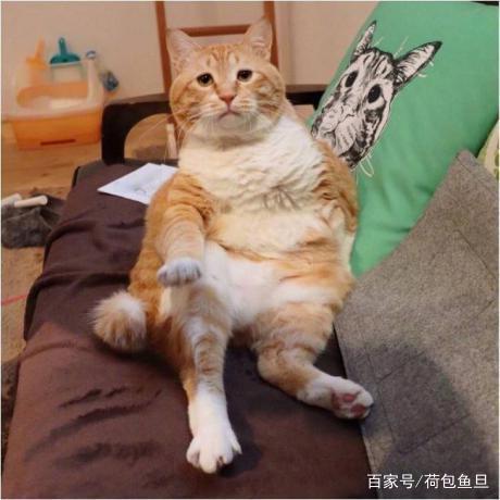 貓越養越胖怎么辦？！別猶豫，用這幾招帶貓咪減肥！