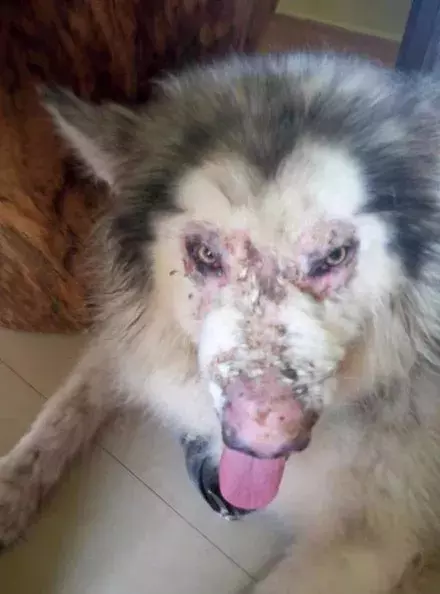 憤怒！超美雪橇犬兩度遇上無良主人，面目全非...