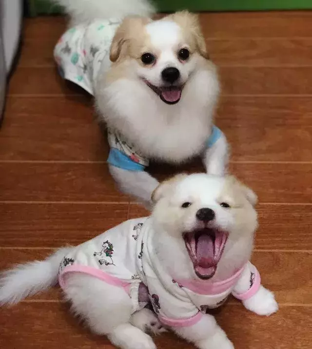 穿著睡衣的可愛汪星人