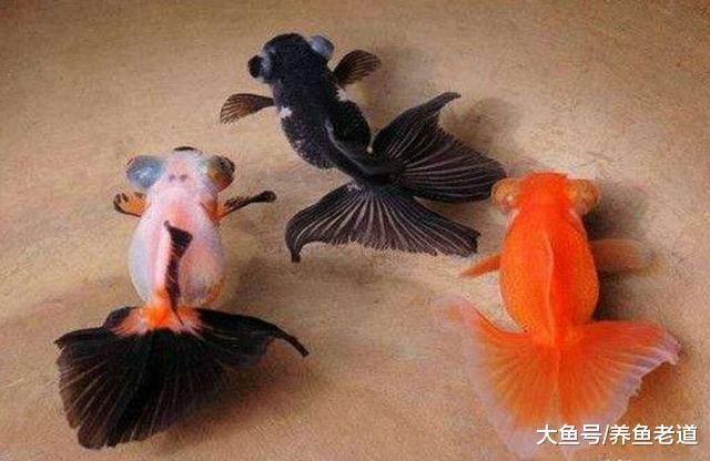 春天来了，金鱼选择哪种食物最适合它们的生长？