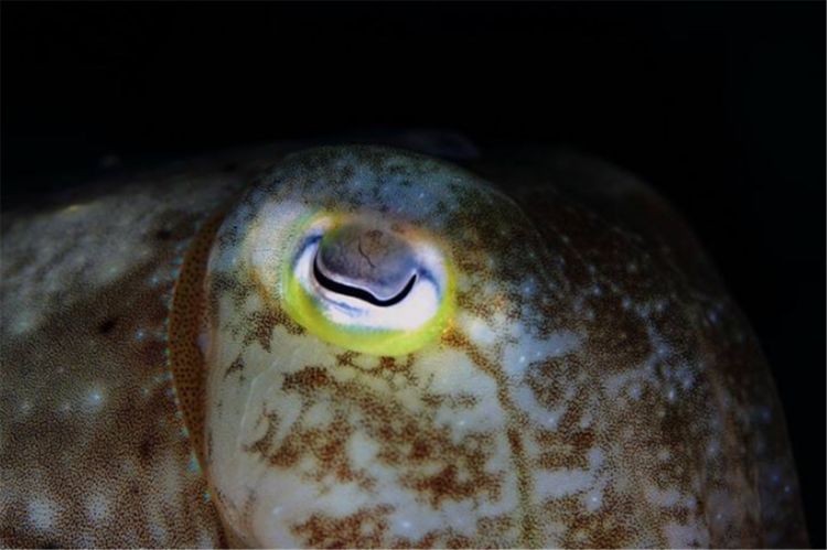 世上最奇葩的动物：眼镜猴睁着眼睛出生，星鼻鼹用鼻子充当眼睛