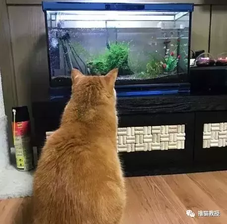 當家里有了魚缸后，貓咪就當電視看上癮了