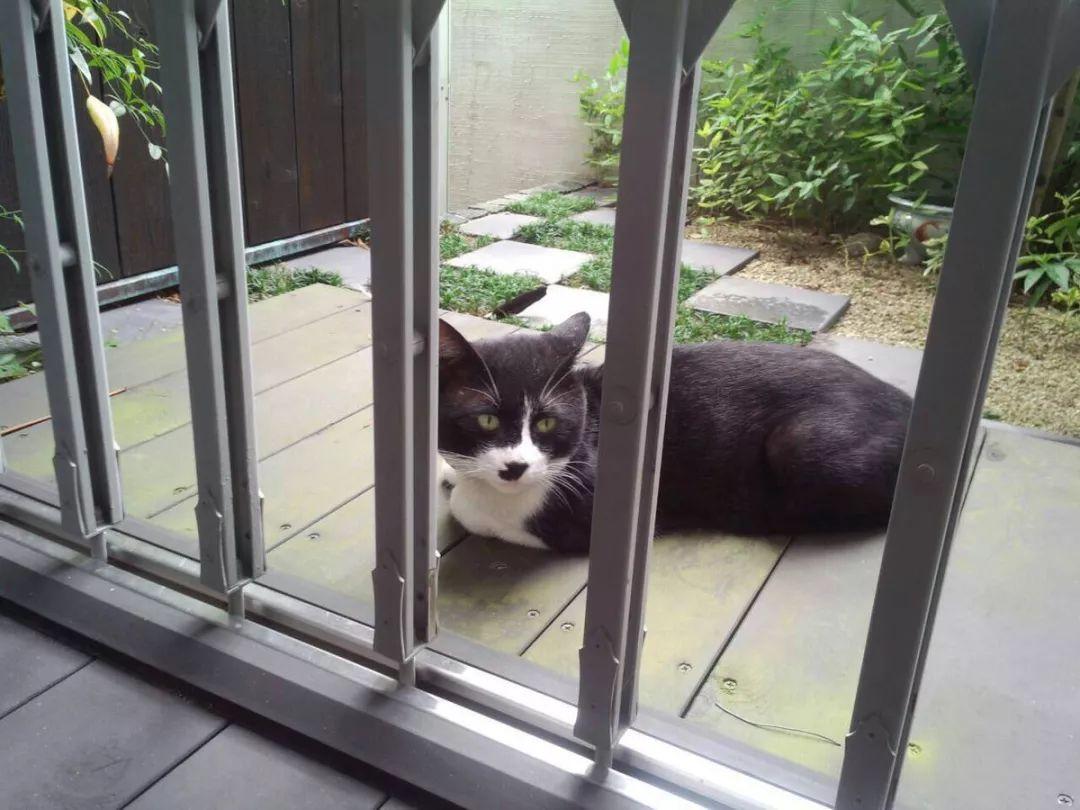 別人的貓已經會幫人相親了，而我還是檸檬精！