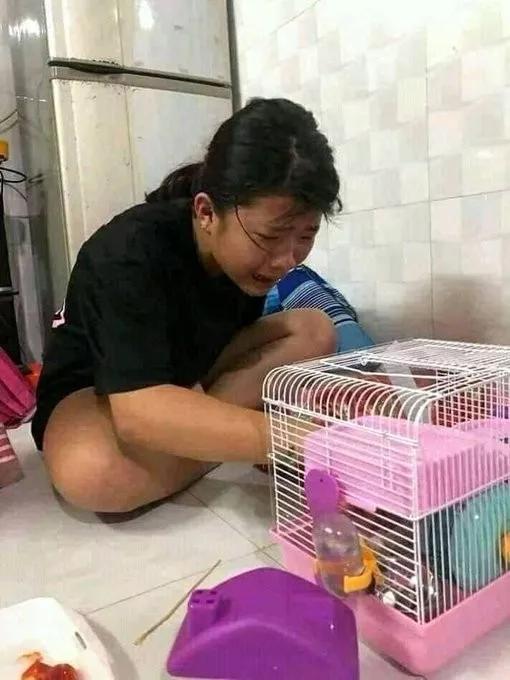 仓鼠死了，悲痛欲绝的主人和忐忑不安的罪魁祸首