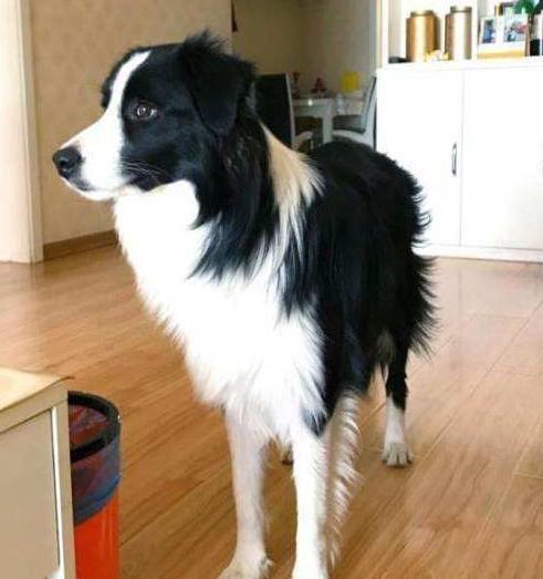 饲养边牧有“6不要”, 多少新手还不知道, 早知道早预防!