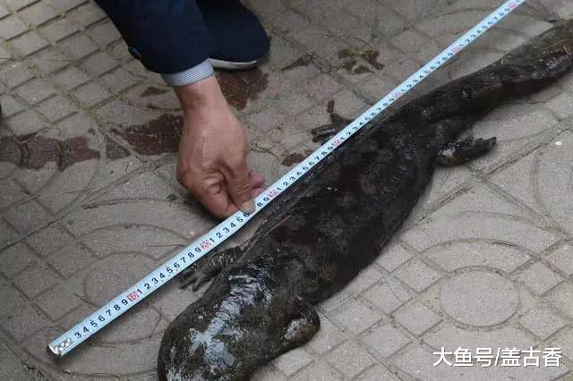 本以为是只变异鱼，直接就买回来养着，不料却酿下了大错！