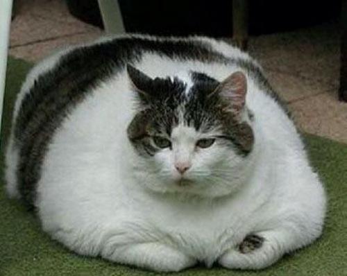 主人三个月不见的小猫咪, 回家之后成了一只球!