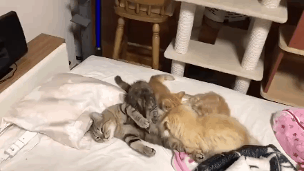 公猫被迫奶孩子，感觉很无奈呀