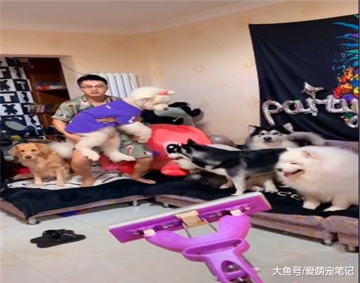 女主家养了6只大型犬，每次拖地男友三秒钟清场，沙发：我太难了
