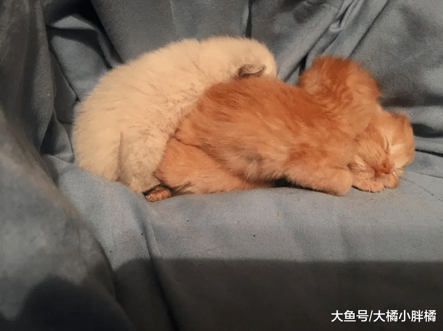 4只猫咪被困纸箱中，猫妈妈用身体为3只小猫遮雨，女孩的做法很赞