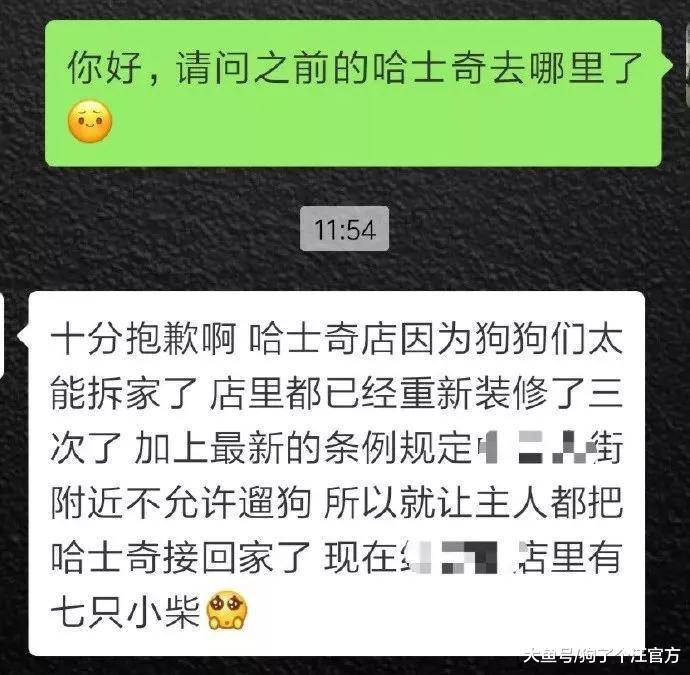 混夜市的狗果然不简单