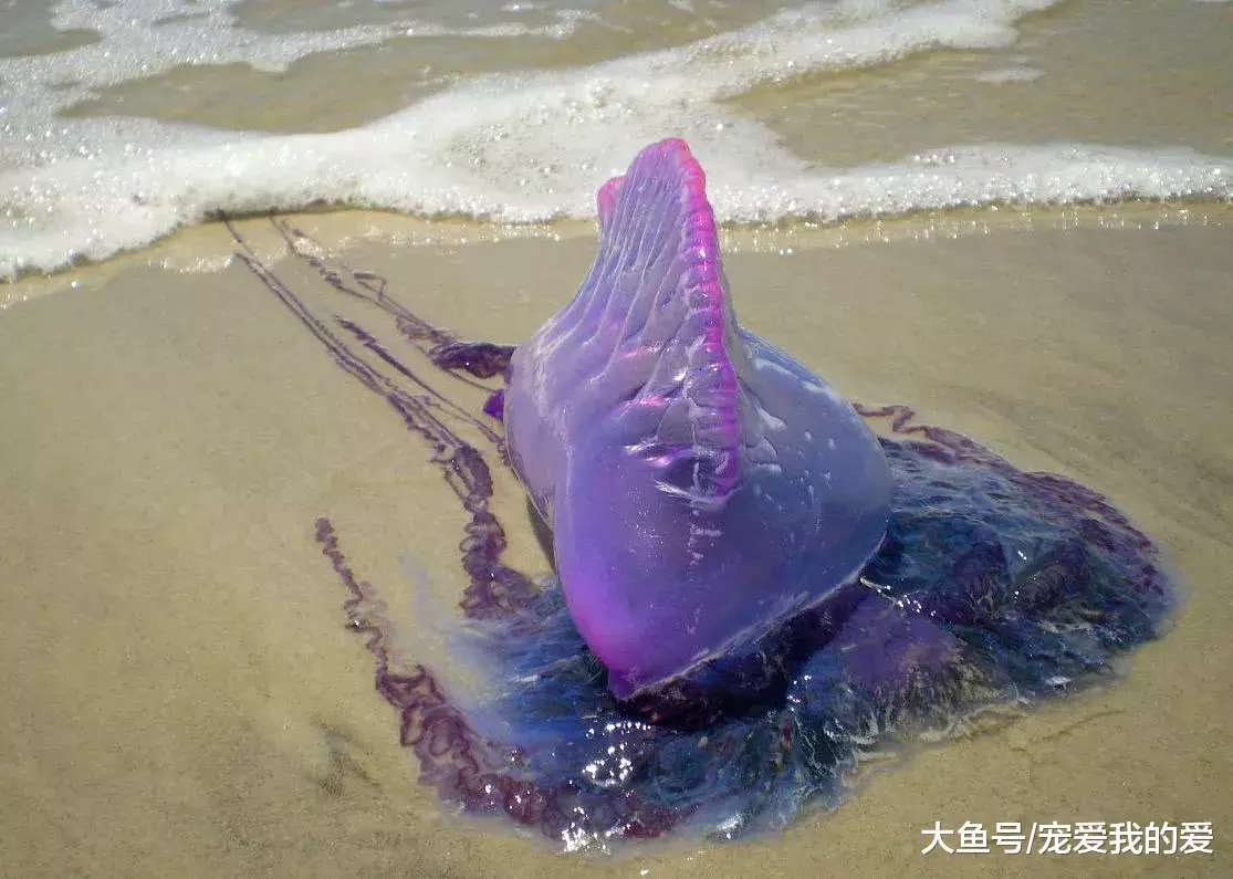 继人兔大战后，又一物种“赖在”澳洲，这下中国吃货只好袖手旁观