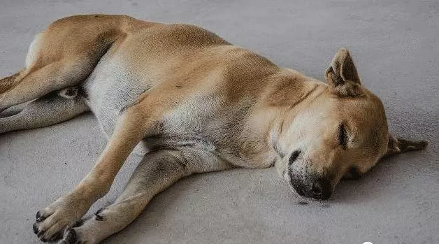 从狗狗睡姿上，看出狗对家庭的态度，您家狗是哪种睡姿