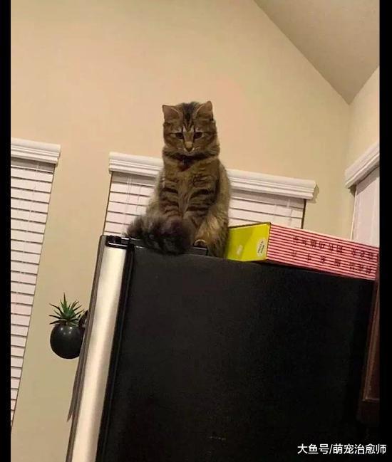 主人拿刀吓唬偷吃的猫, 结果它害怕得躲到了冰箱上: 你至于嘛!