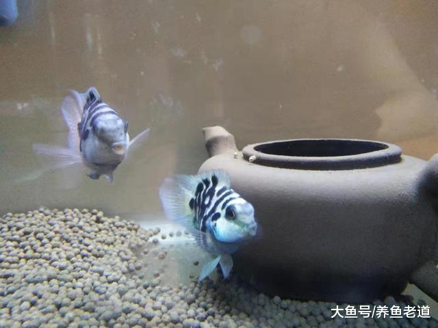 混养鱼缸观赏鱼繁殖，到底如何去做比较好，比如迷你鹦鹉鱼和燕鱼