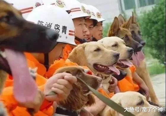 搜救犬：地震中，我不会因为你是狗黑就放弃你。