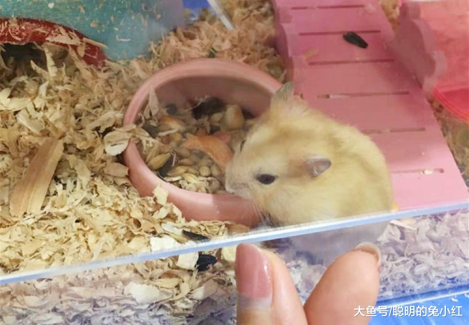 仓鼠是不是鼠类？生物分类学：达尔文的“棺材板”要镇不住了