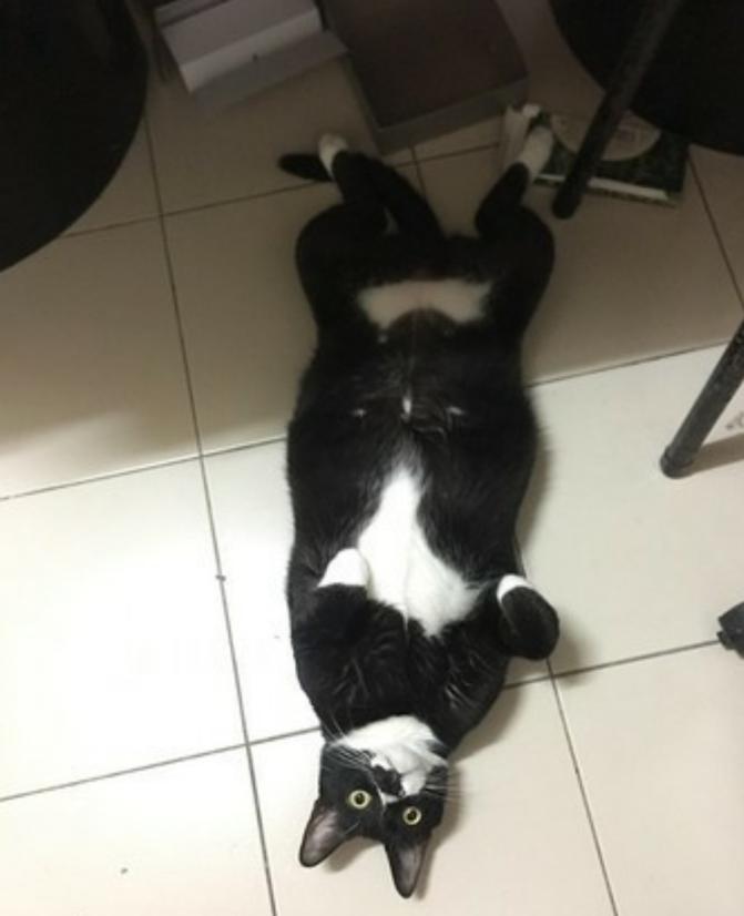 12斤的胖猫总溜出去要吃的，结果邻居过来抱怨：那只胖喵太能吃！
