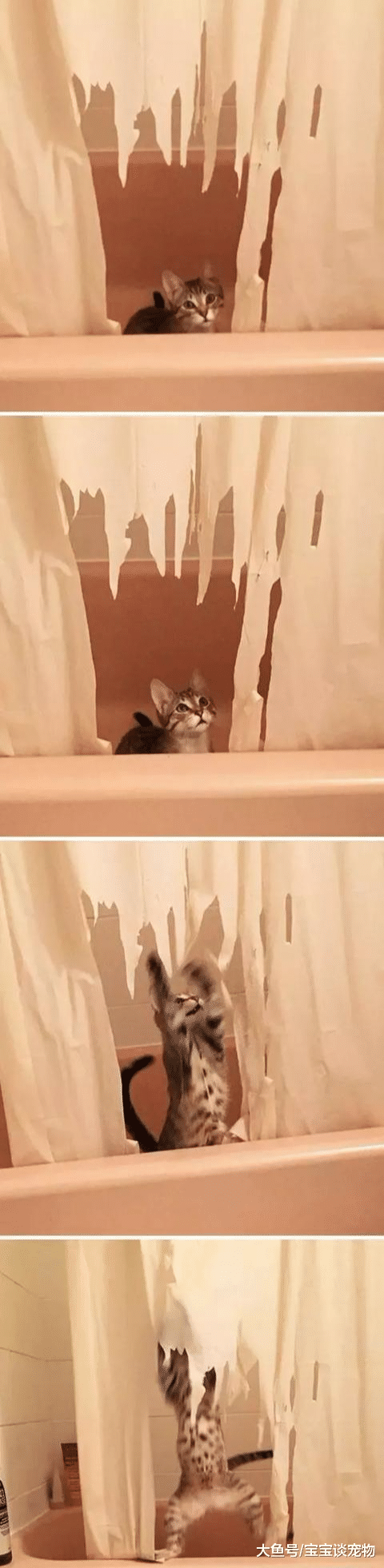 猫要是坏起来，能有多气人？