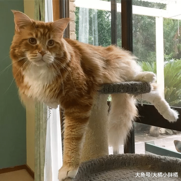 猫咪体型不比狗狗小，偷食都是明着来，狗狗：坐着都还比我高一截