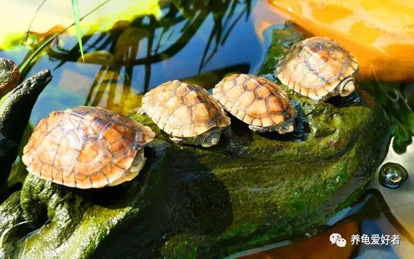 是不是很想知道你的龟为什么会腐甲？