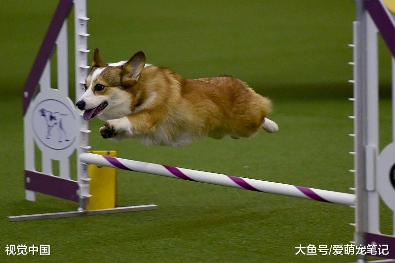 喂养“小短腿”柯基犬，除了知道它呆萌，你还得知道这些东西