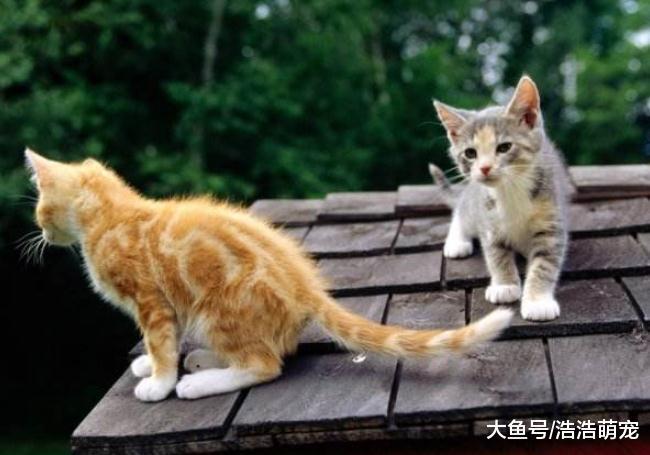 想把猫咪养好，宠主不要有这5种错误观念，不然只会害了它