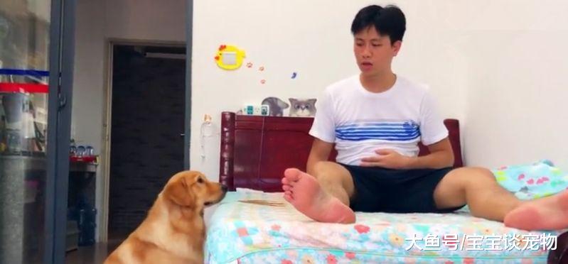 主人吃鸡腿后假装食物中毒，金毛会救主人？它竟然“求神拜佛”