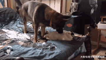 猫咪抢了德牧的“床位”，结果摊上事了，当人家是二哈呢？