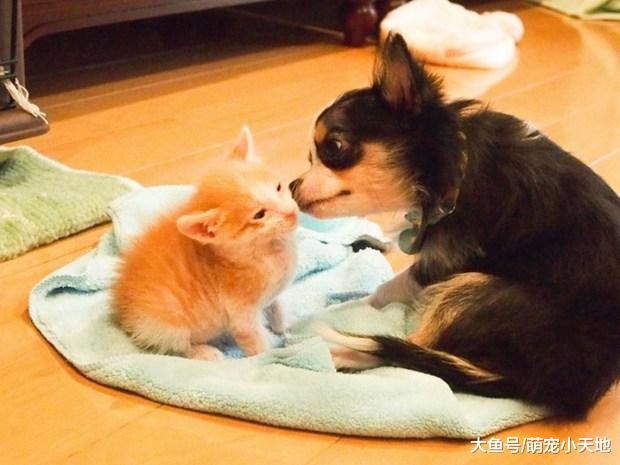 由我来照顾你！温柔吉娃娃将小猫收编后，却有了意想不到的转变？