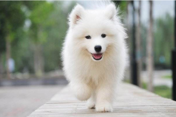 萨摩耶那天使般的微笑，如何打理它的毛发，如何护理它的毛发