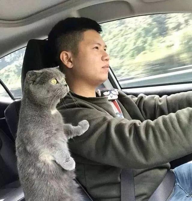 主人正在开车，猫咪突然伸爪搭肩，有谁注意到后座那只猫的表情？