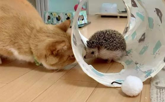 大橘想给刺猬小弟立规矩，一拳打下去就后悔了