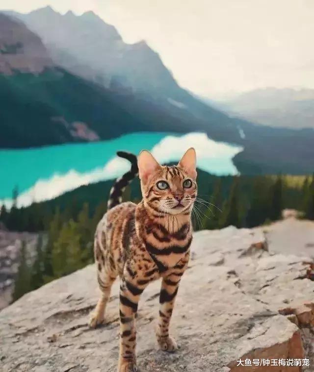 2019年世界上最贵的猫排行榜，都是人民币的香味