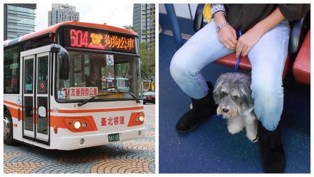 台湾狗狗公交扩充路线, 发展速度超越香港, 什么时候才到我们