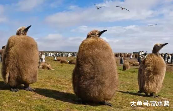 企鹅换毛季 像极了裘皮时装展 各种款式的裘皮太美了